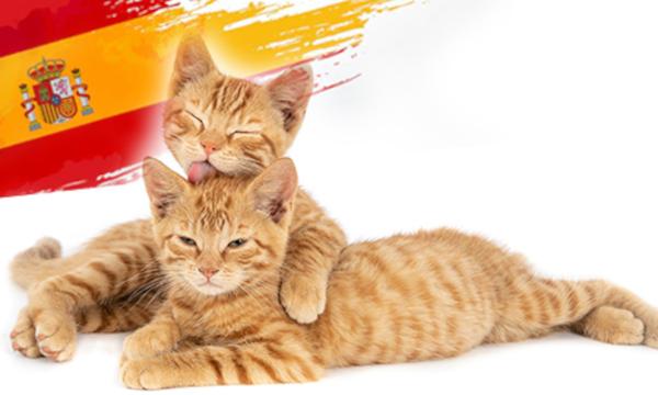 Домашние животные в Испании