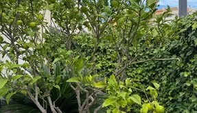 Torrevieja, bienes raíces. Zona de la Punta Prima, 3 dormitorios, 107 m² - photo 3