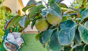 Orihuela Costa real estate, Bungalow for sale. Lomas de Cabo Roig area, 2 bedrooms, 68 m2 - photo 6